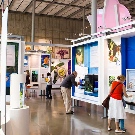 Guests exploring Color of Life exhibit
