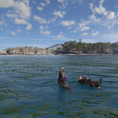 Sea Otters in ocean