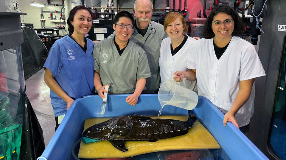 The Animal Health team monitors an armored catfish after surgery for a sinus infection before returning it to the Amazon Flooded Forest.