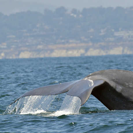 iNaturalist observation of a northern blue whale fluke extending out of the water © Jay Ballard